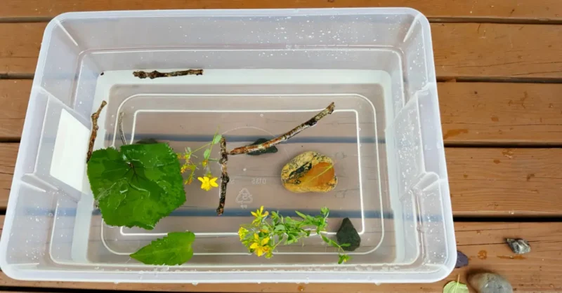 bin with water and leaves sticks and flowers in it for a water activity 