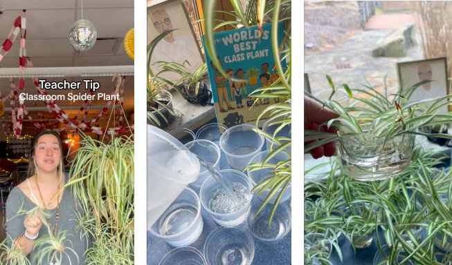 Three panels of spider plants in the classroom