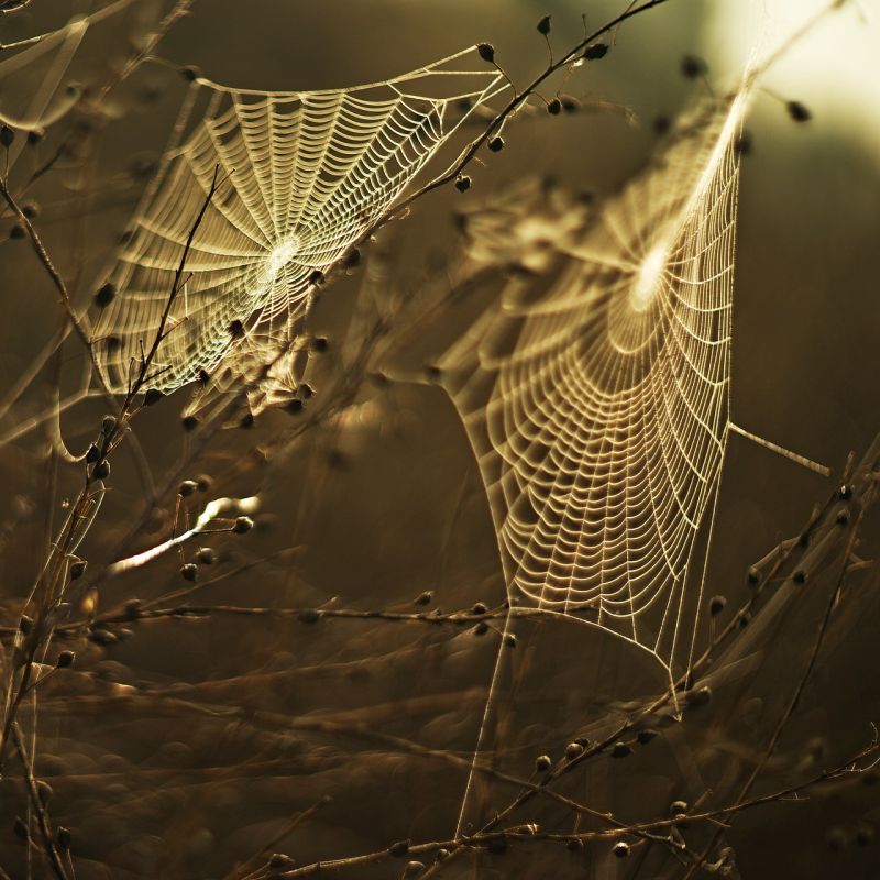 Two dew-covered spiderwebs in the early morning sun