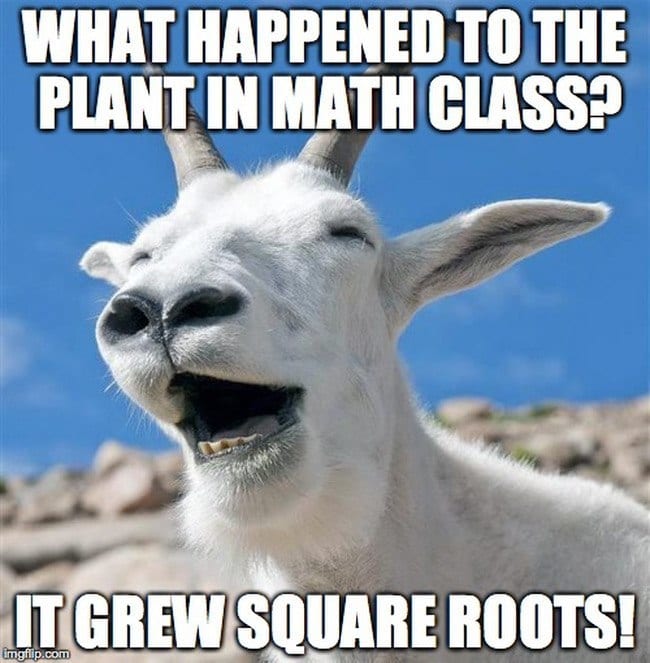 "What happened to the plant in math class? It grew square roots"