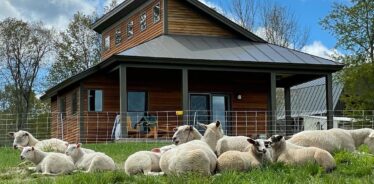 farm with sheep for an experience gift 