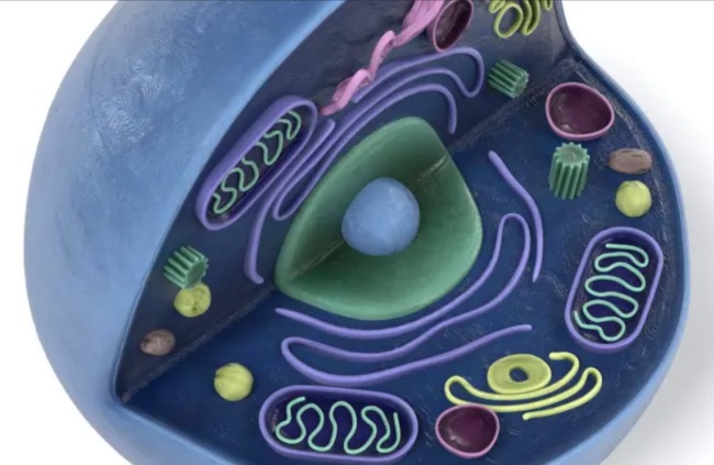 3-D model of a cell, created during a STEM lesson