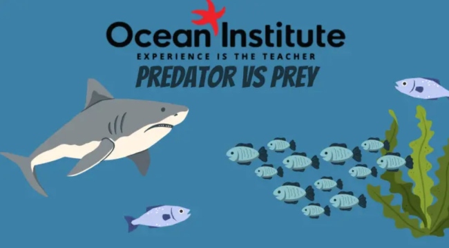 Graphic with pictures of fish and shark. Text reads Ocean Institute. Experience is the Teacher. Predator vs. Prey