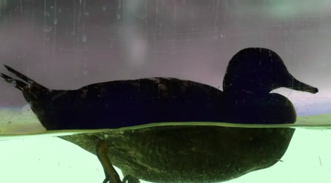 A backlit duck floating on water, illustrating STEM lessons from Verizon Innovative Learning