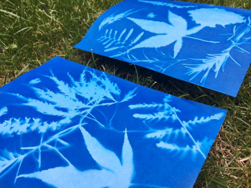 blue construction paper with imprints of leaves made from the sun