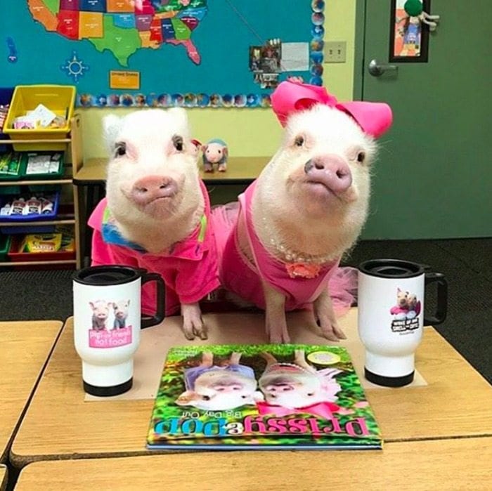 teacher pig pets book