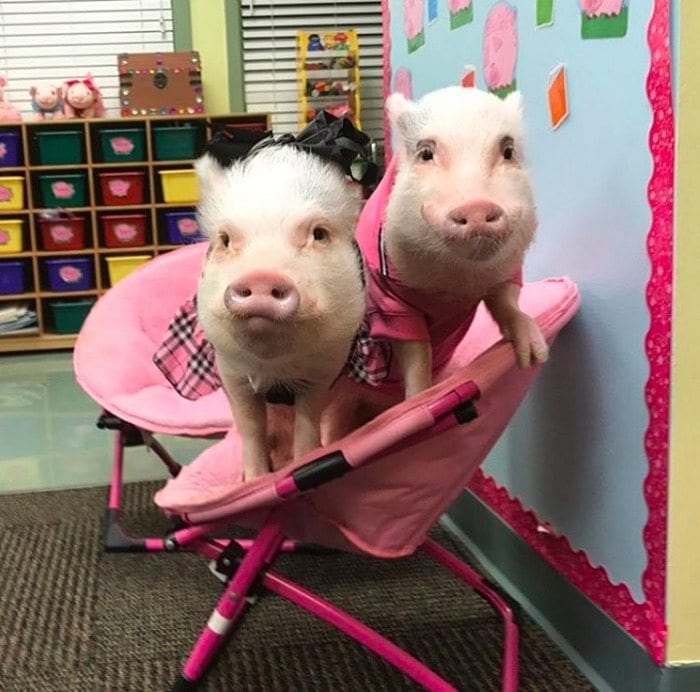 teacher pig pets hanging out