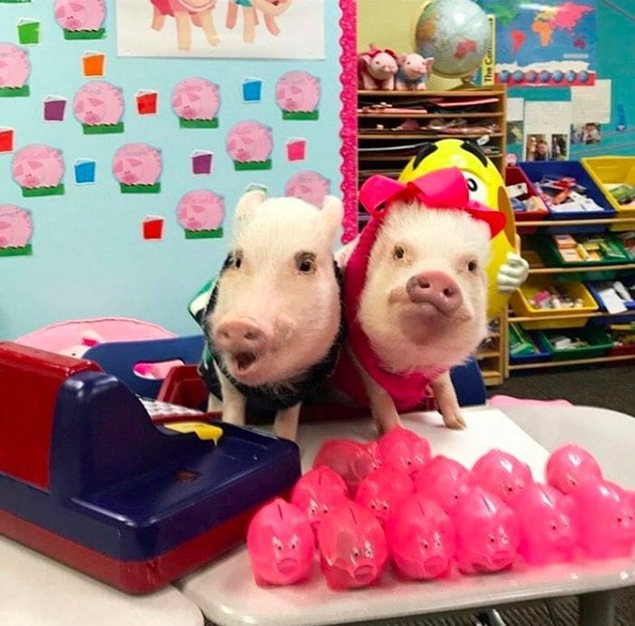 teacher pig pets match