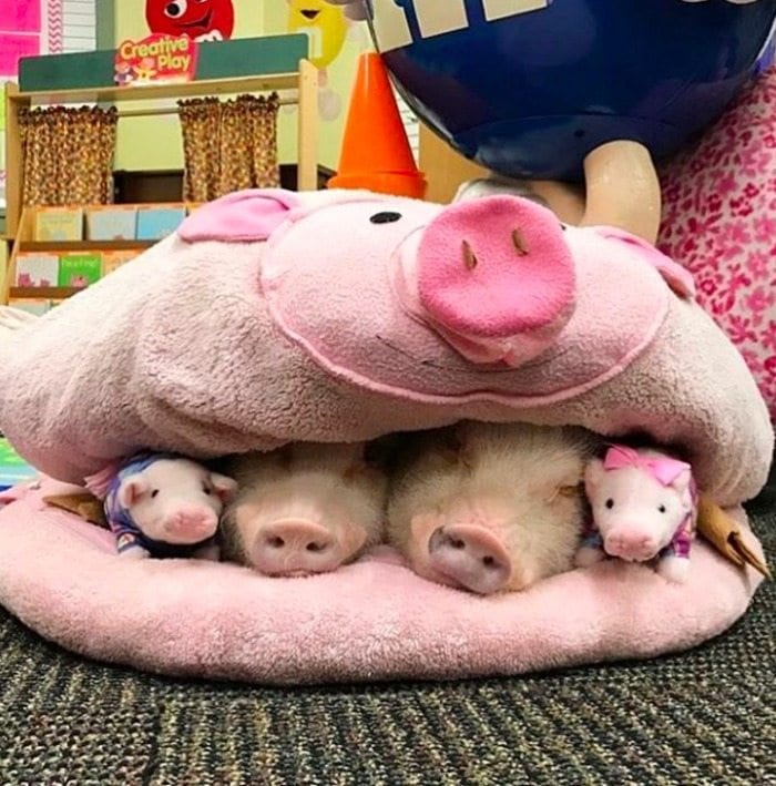 teacher pig pets napping