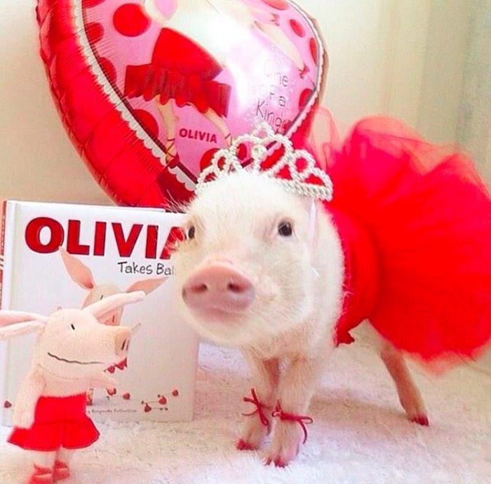 teacher pig pets olivia