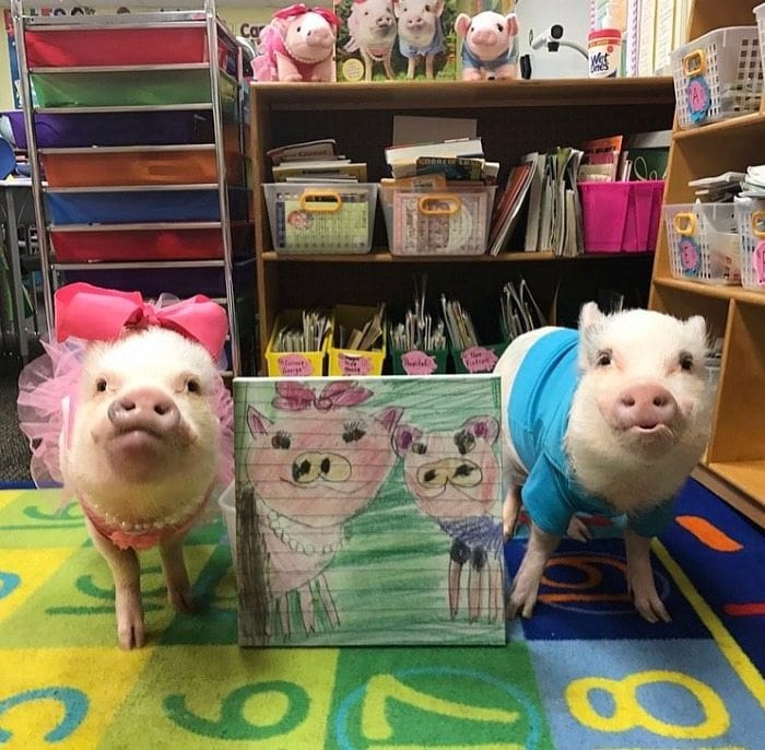 teacher pig pets reading