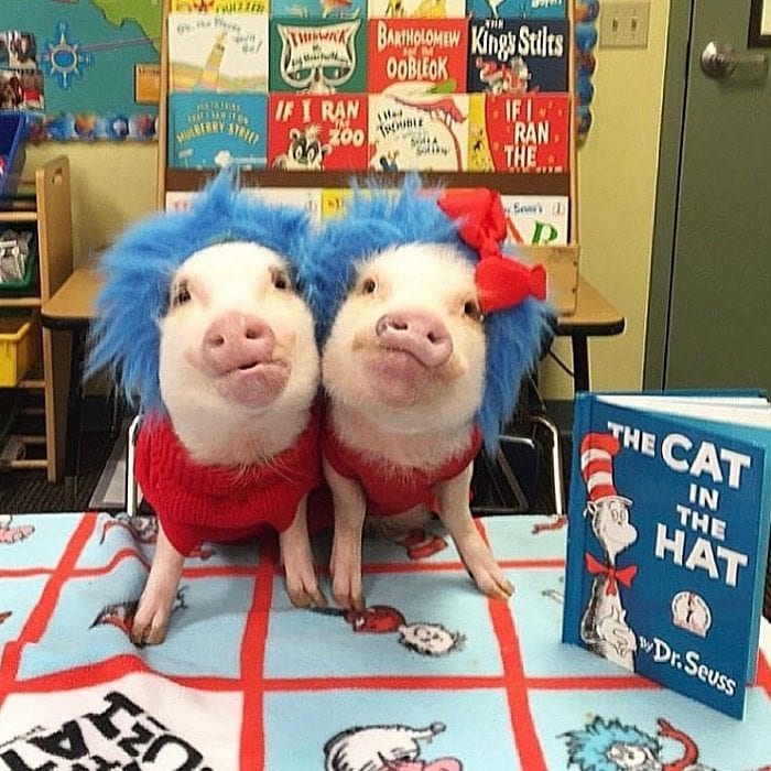 teacher pig pets seuss