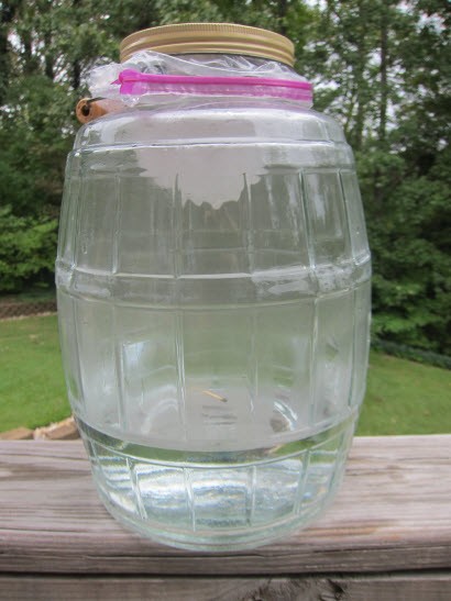 terrarium made from a clear plastic jug 