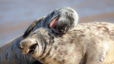 Two sea lions laughing on the beach
