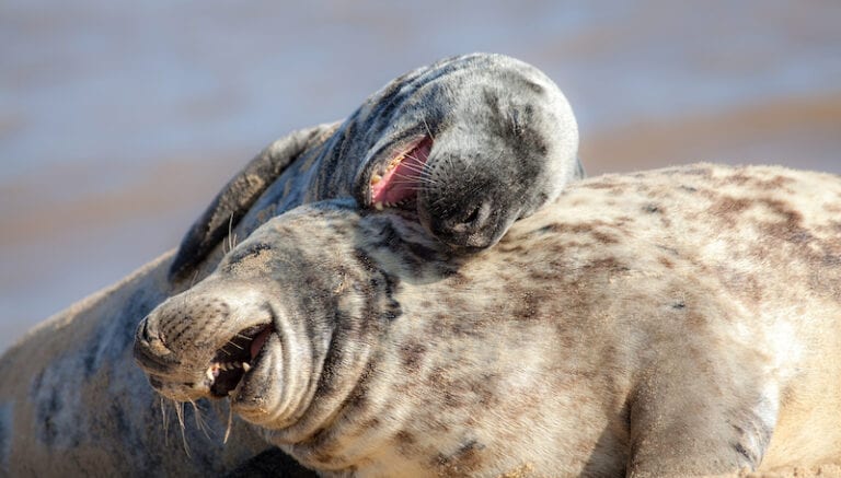 Two sea lions laughing on the beach