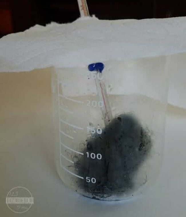 Steel wool in vinegar in a beaker, with a thermometer (Third Grade Science)