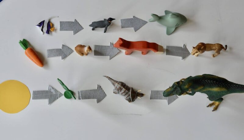 toy animals are lined up with arrows in between them.