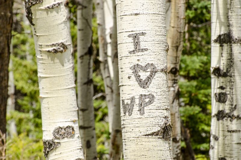 A birch tree with 