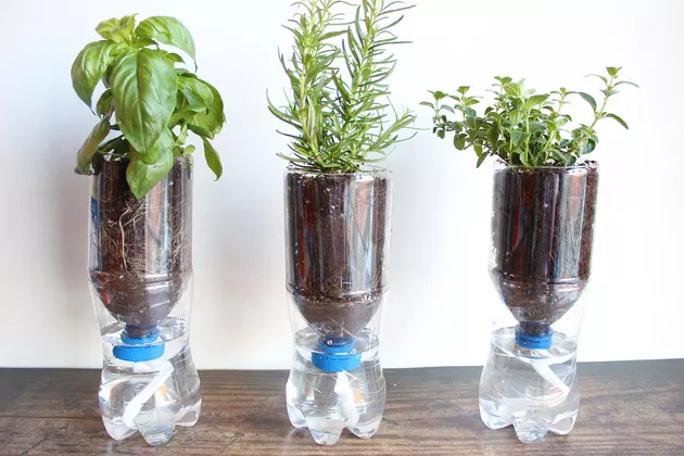 Three plants are planted inside clear plastic water bottles as an example of earth day crafts