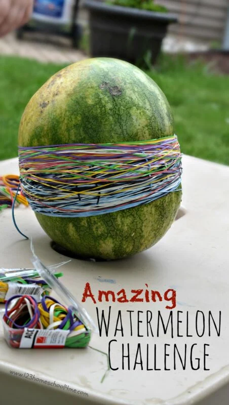Photo of a watermelon with at 50 rubber bands wrapped around it to demonstrate second grade science experiments for the classroom.