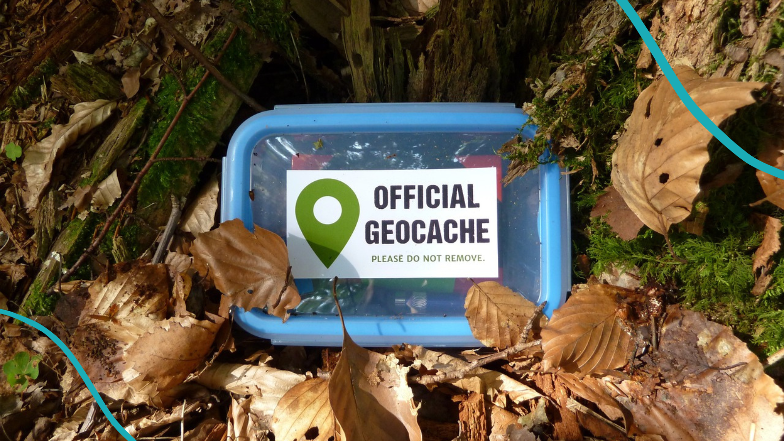 A transparent plastic container labelled "Official Geocache" sitting in a pile of dead leaves.