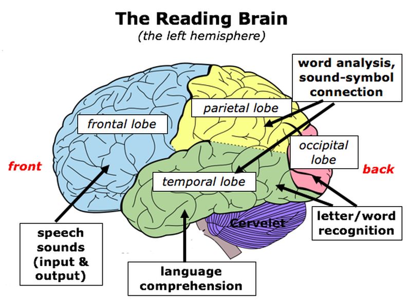 Diagram of a human brain showing the parts involved in various reading skills (What is the science of reading?)