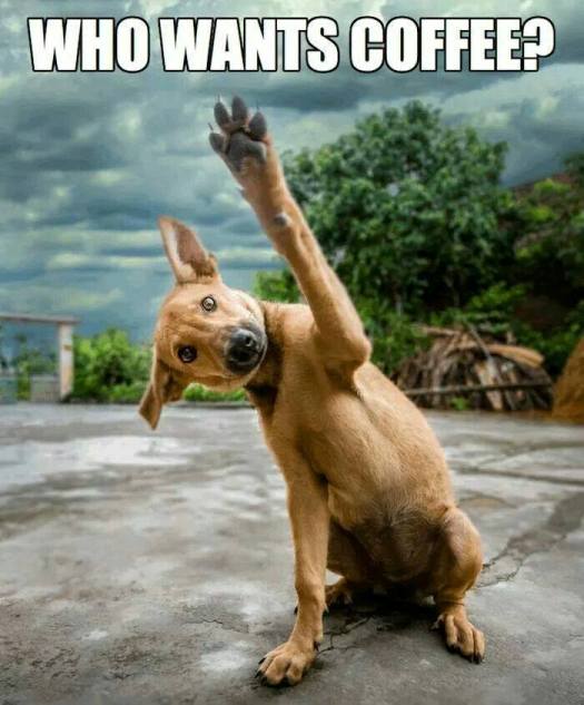 who wants coffee dog meme