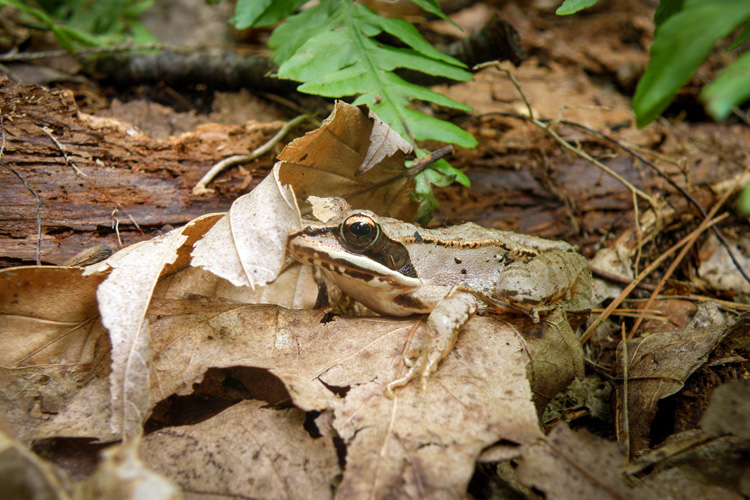 Wood frog on brown leaves
