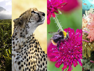 animals from various ecosystems, including a cheetah and a bumble bee 