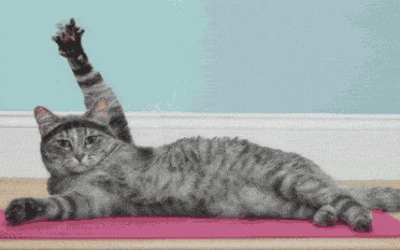 Cat Yoga GIF 